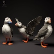 35130522_atlantic_puffins_3.jpg