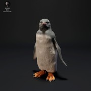 35130524_resize-gentoo-penguin-3.jpg