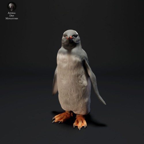 35130524_resize-gentoo-penguin-3.jpg