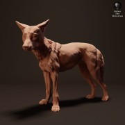 35130214_resize-dingo-stand-1-1.jpg