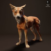 35130214_resize-dingo-stand-3-1.jpg