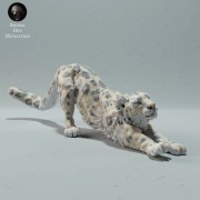 35130216_resize-snow-leo-stretch-3.jpg