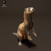 35130411_resize-european-polecat-standing-3.jpg