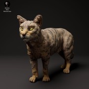 35130412_scottish_wildcat_3.jpg