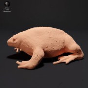 35130225_resize-mexican-burrowing-toad-1.jpg