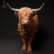 35130305_highland_cow_3.jpg