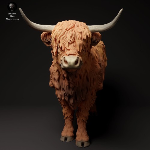 35130305_highland_cow_3.jpg
