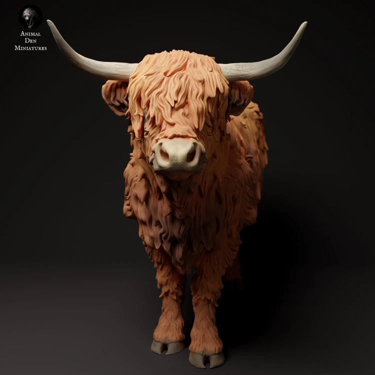 35130305_highland_cow_3.jpg