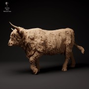 35130307_highland_cow_walk_1.jpg