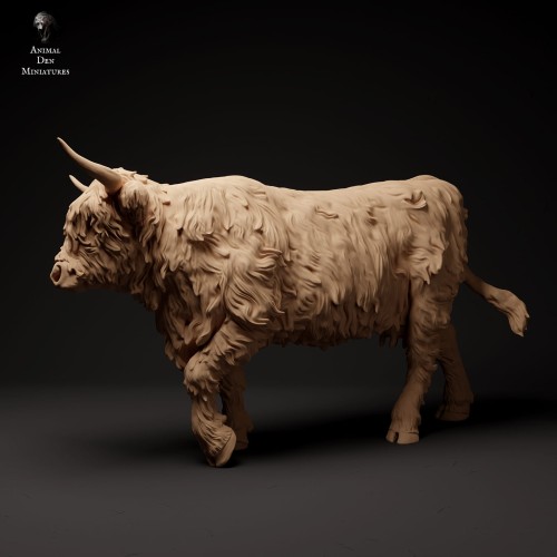 35130307_highland_cow_walk_1.jpg
