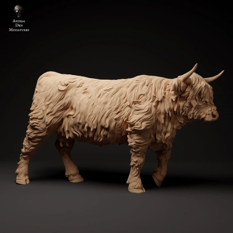 35130307_highland_cow_walk_2.jpg