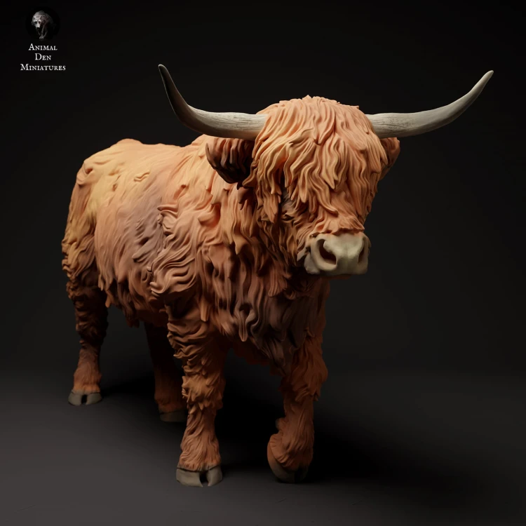 35130308_highland_cow_walk_3.jpg