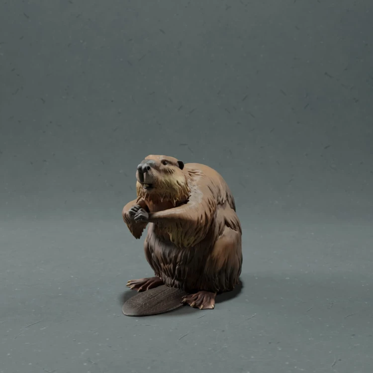 35130217_resize-beaver-2.jpg